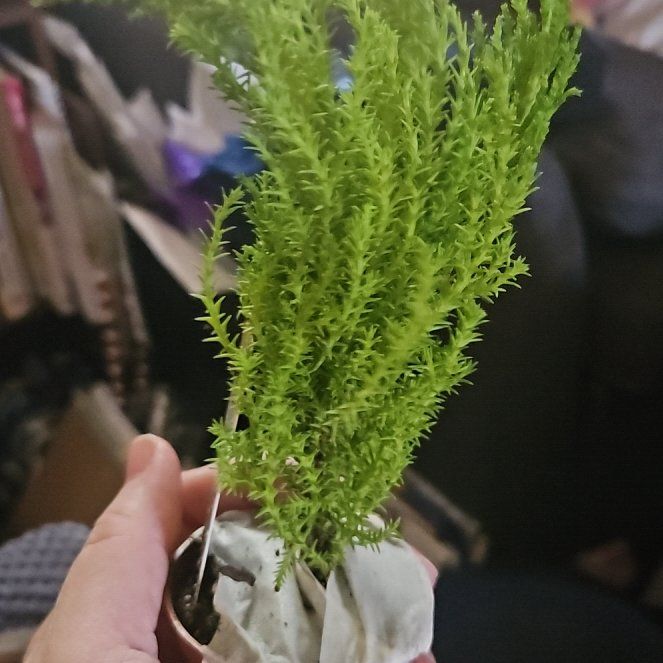 Photo of the plant species Hesperocyparis Macrocarpa by @FoxyBasil62 named Leonardo on Greg, the plant care app