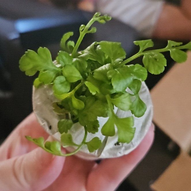 Photo of the plant species Wall-Rue by @FoxyBasil62 named Surya on Greg, the plant care app