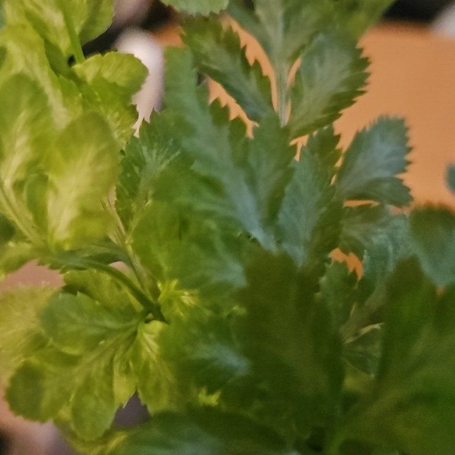 Photo of the plant species Pteris Ensiformis by @FoxyBasil62 named Leaf Erickson on Greg, the plant care app