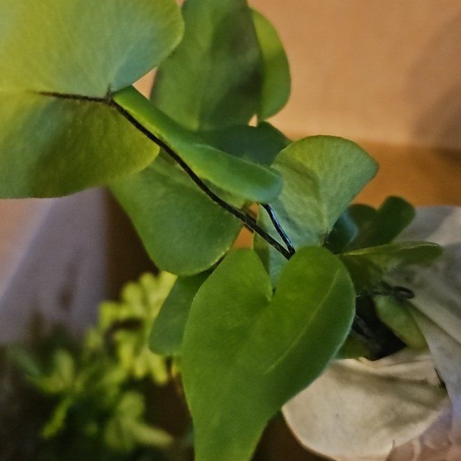 Photo of the plant species Acrostichum Aureum by @FoxyBasil62 named Baesil on Greg, the plant care app