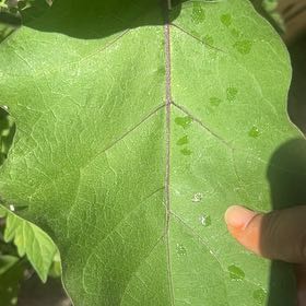 Photo of the plant species Eggplant by @JesterDaisy62 named Demi on Greg, the plant care app