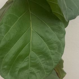 Photo of the plant species Indian Mulberry by @JesterDaisy62 named Ronaldo on Greg, the plant care app