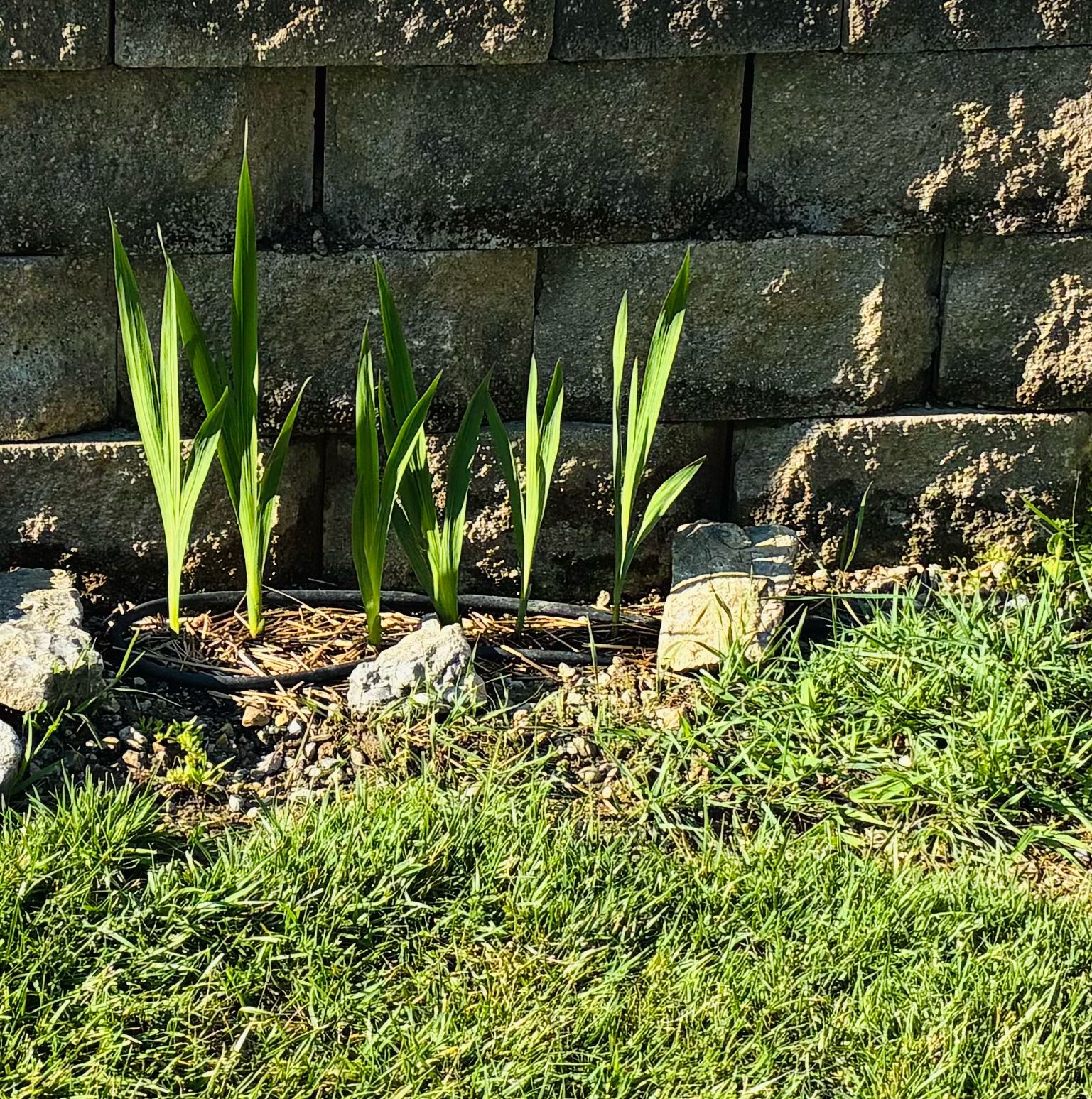 Photo of the plant species Yellow Iris by @JazzyHoya66 named Zeus on Greg, the plant care app