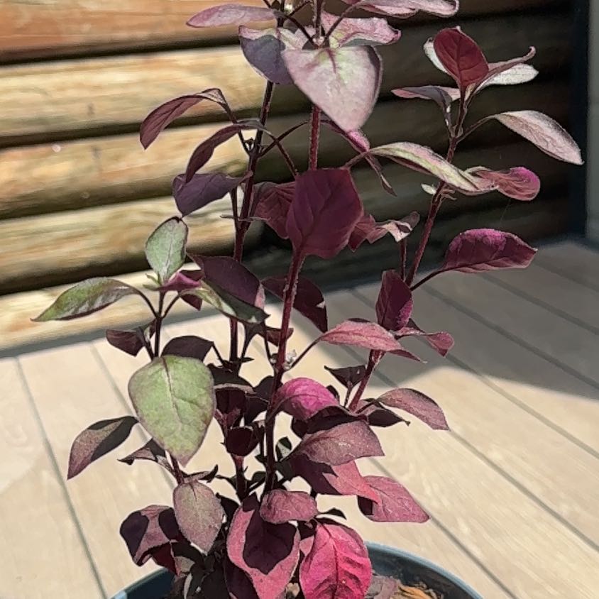 Photo of the plant species Purple Prince Alternanthera by @TidyGreen70 named Stella on Greg, the plant care app