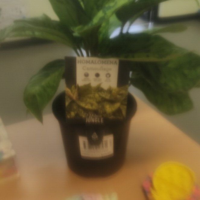 Photo of the plant species Camoflage by @PetFilbert26 named Hubie on Greg, the plant care app