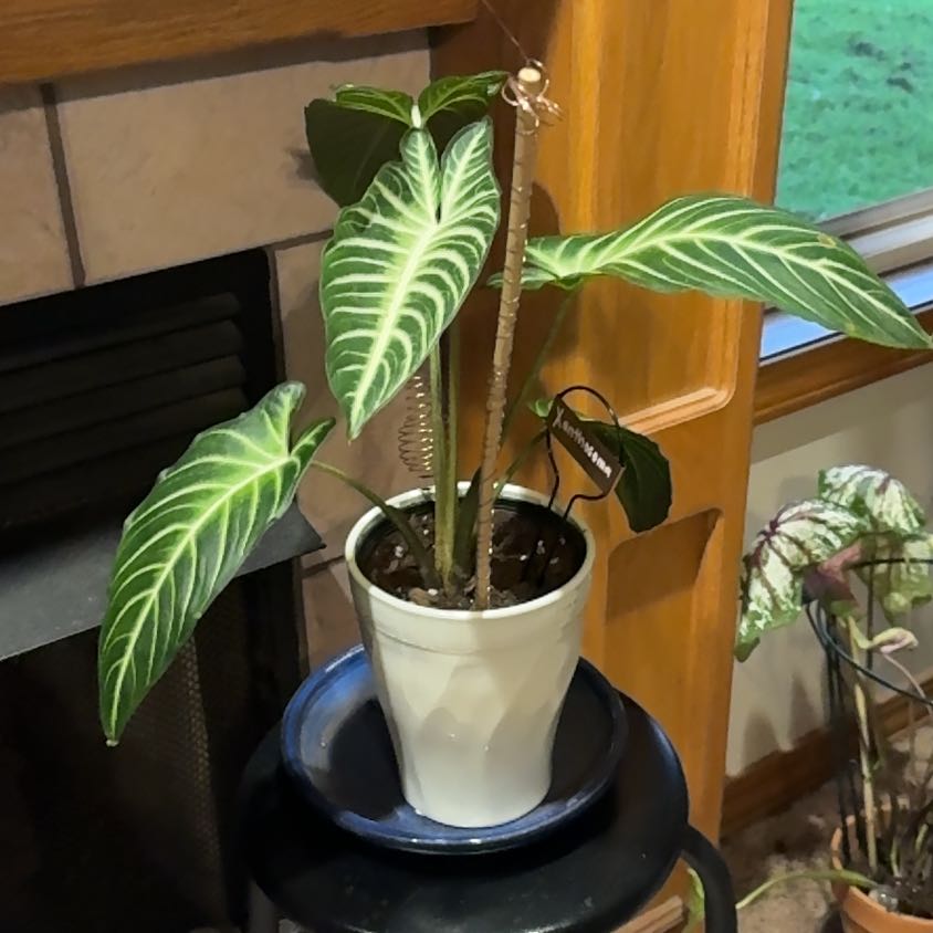 Photo of the plant species Xanthosoma Angel wings by @Luna_Girl26 named Marilyn on Greg, the plant care app