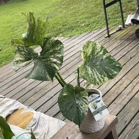 Photo of the plant species Monstera Mint by @Luna_Girl26 named Navajo on Greg, the plant care app