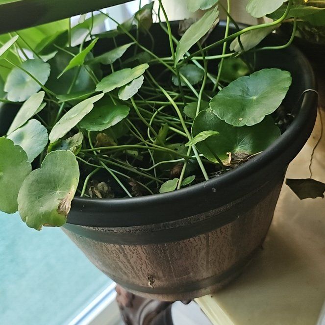 Photo of the plant species Whorled Pennywort by @GiddyBetel43 named Demi on Greg, the plant care app