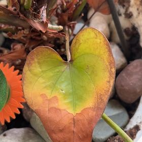 Photo of the plant species Chinese Yam by @AgileBlueweed72 named McKinley on Greg, the plant care app