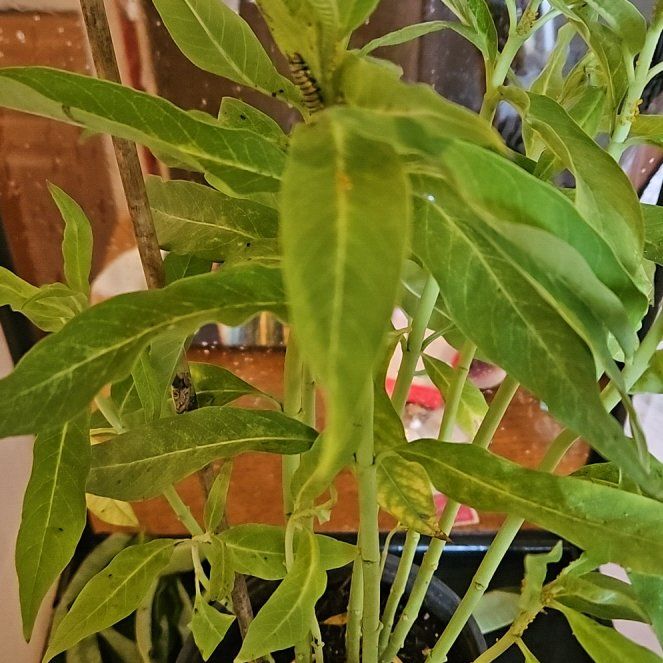 Photo of the plant species Scarlet Milkweed by @WhizKamahi70 named Henry on Greg, the plant care app