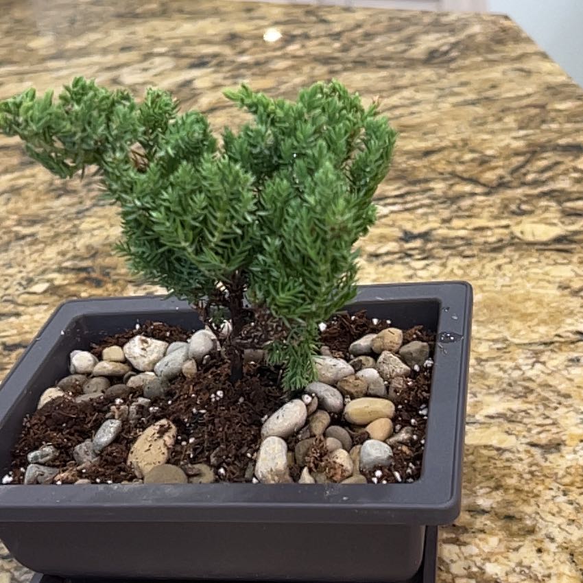 Photo of the plant species Japanese Juniper Bonsai by @BabyCorrea76 named Bodhi on Greg, the plant care app