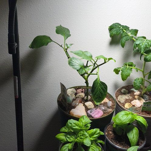Photo of the plant species Jalapeno Pepper by @SandraAlice named Prince on Greg, the plant care app