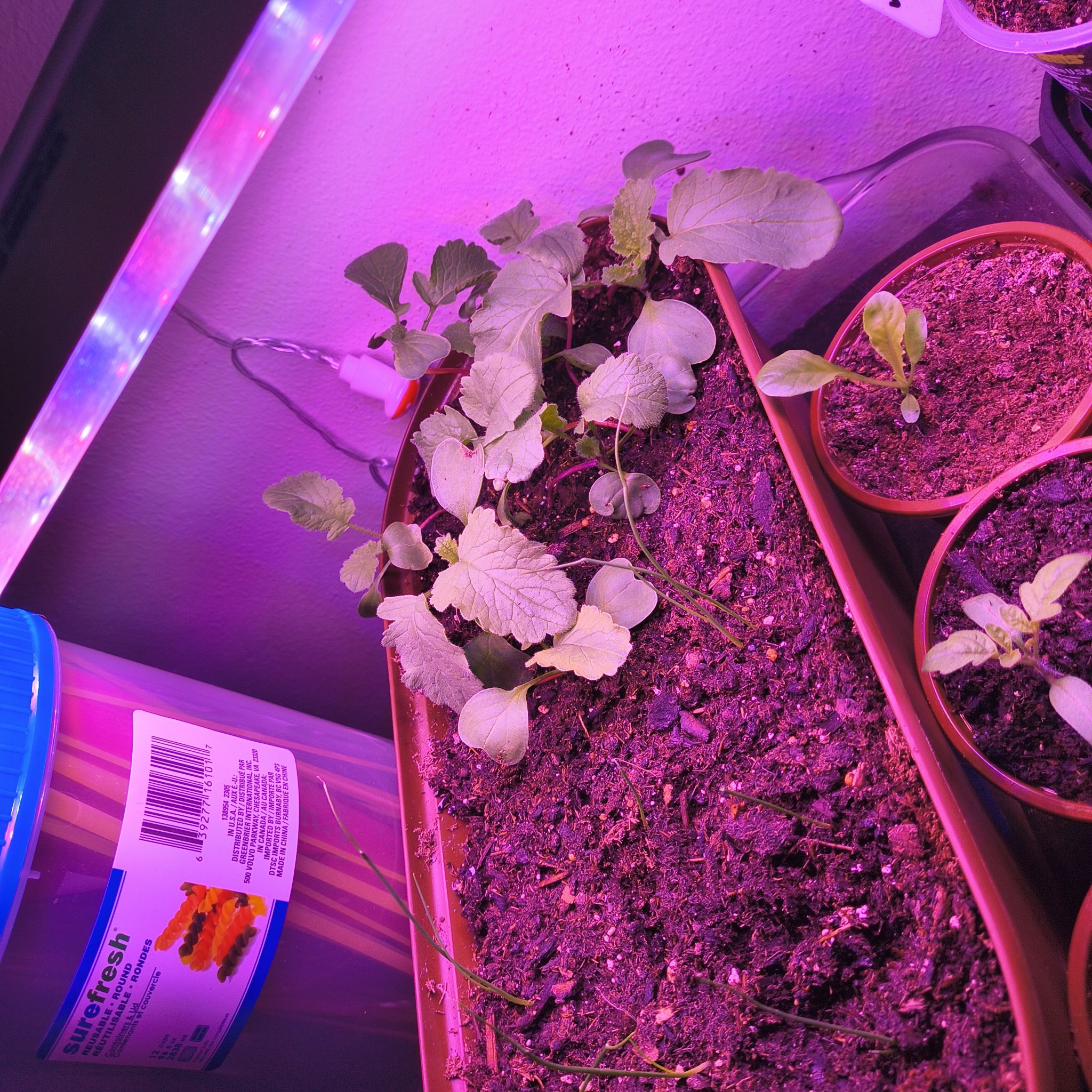 Photo of the plant species Radish by @SandraAlice named Delilah on Greg, the plant care app