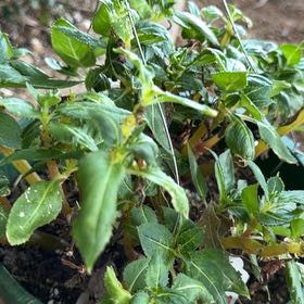 Photo of the plant species Annual Mercury by @KingpinWoreya33 named Mochi on Greg, the plant care app
