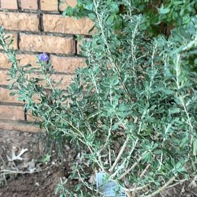 Photo of the plant species Cenicilla by @KingpinWoreya33 named Morgan Treeman on Greg, the plant care app