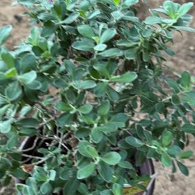Photo of the plant species Cenicilla by @KingpinWoreya33 named Beyonce on Greg, the plant care app