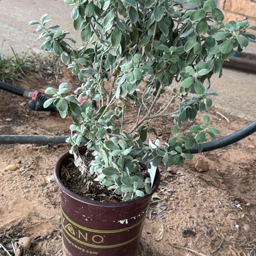Photo of the plant species Cenicilla by @KingpinWoreya33 named Aristotle on Greg, the plant care app