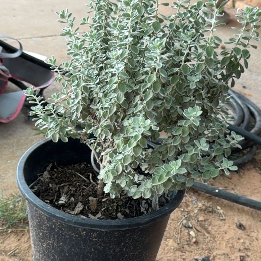 Photo of the plant species Cenicilla by @KingpinWoreya33 named Naomi on Greg, the plant care app