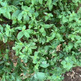 Photo of the plant species Parietaria Judaica by @KingpinWoreya33 named Keanu Leaves on Greg, the plant care app