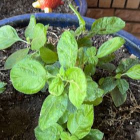 Photo of the plant species Holy Basil (Tulsi) by @KingpinWoreya33 named Peter Parker on Greg, the plant care app
