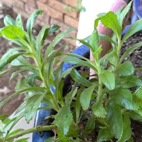 Photo of the plant species Balsam by @KingpinWoreya33 named Bieber on Greg, the plant care app