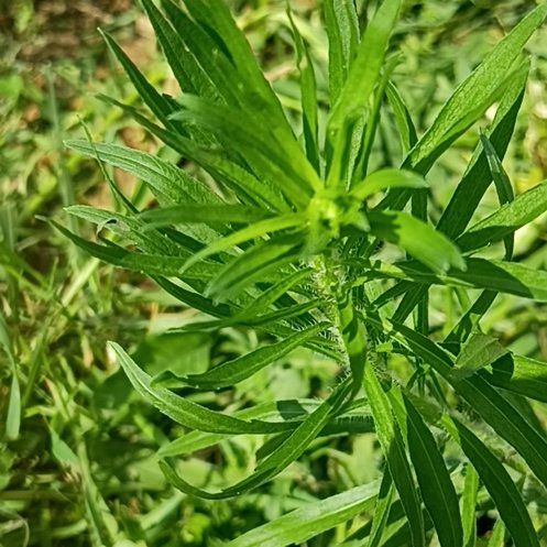 Photo of the plant species Canadian Fleabane by @UpliftedChilli named Spike Leaves on Greg, the plant care app
