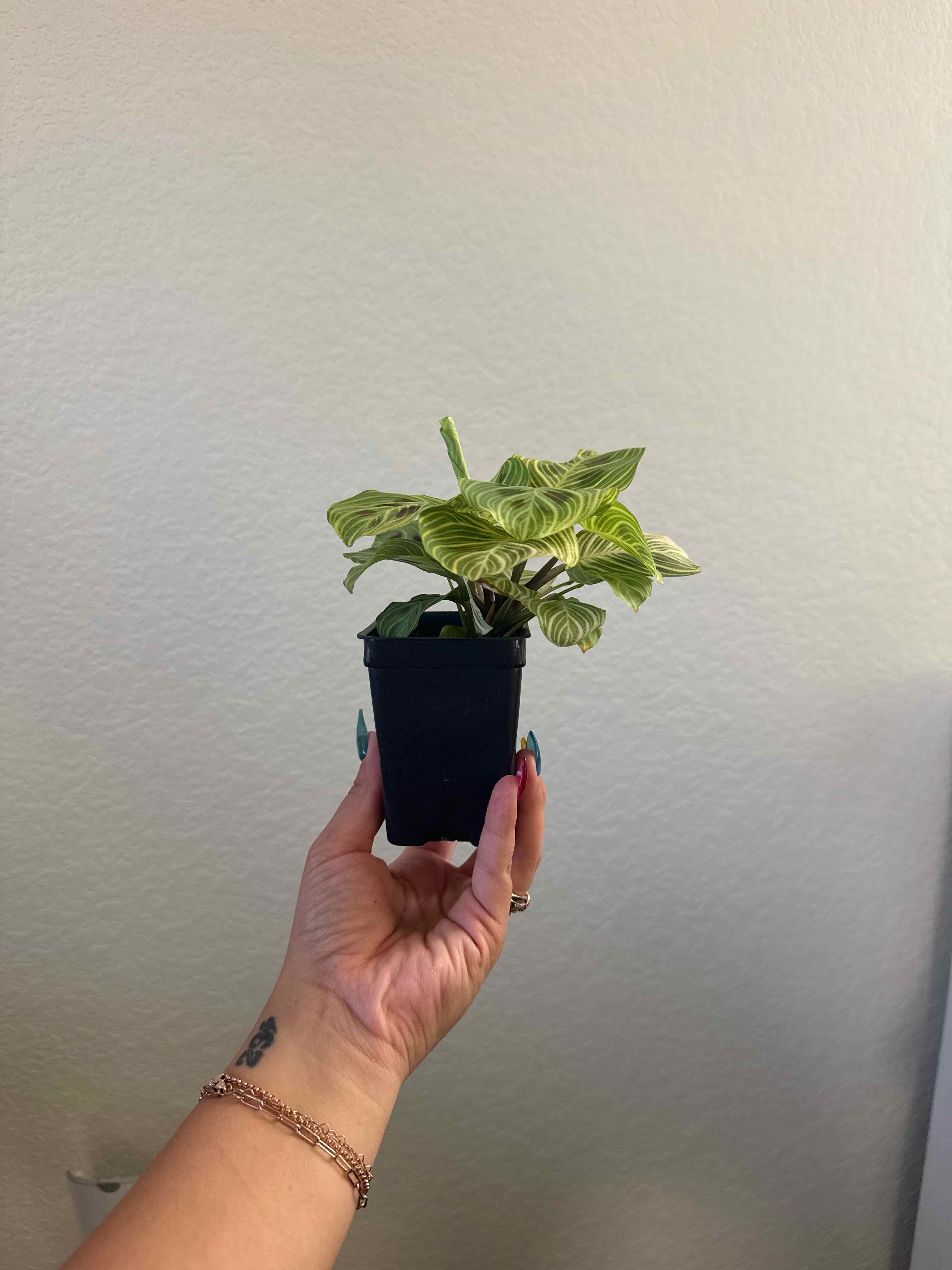 Photo of the plant species Prayer Plant by @TheBatCave named Homer on Greg, the plant care app