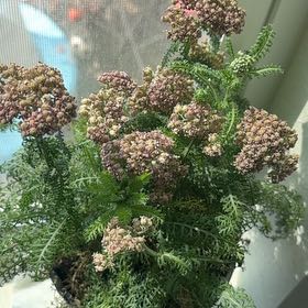 Photo of the plant species Yarrow by @HotAntplant45 named Beyonce on Greg, the plant care app