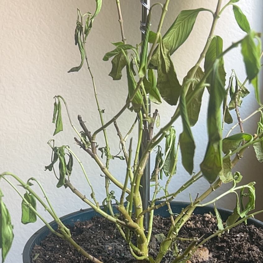 Photo of the plant species Lesser Periwinkle by @HotPandan78 named Marley on Greg, the plant care app