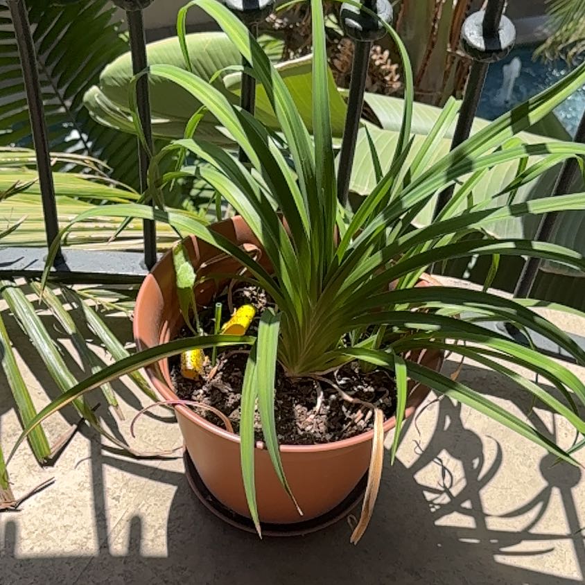 Photo of the plant species Yellow Daylily by @FabRedbeech28 named Planty on Greg, the plant care app