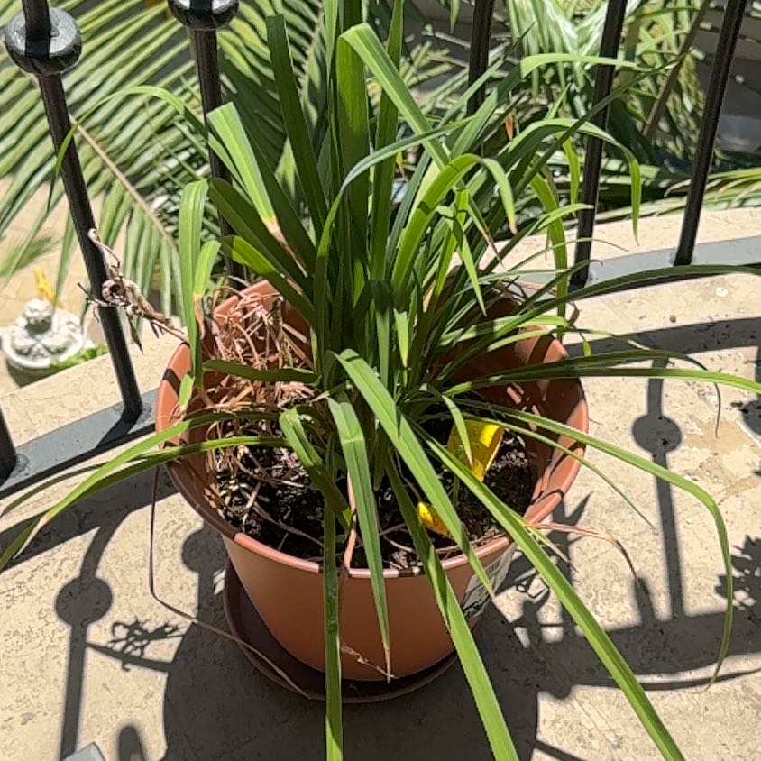 Photo of the plant species Orange Daylily by @FabRedbeech28 named Elle on Greg, the plant care app