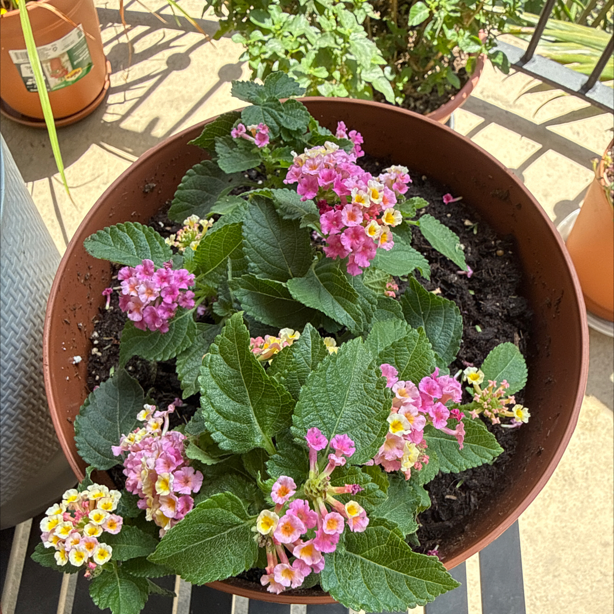 Photo of the plant species Yellow Sage by @FabRedbeech28 named Marilyn on Greg, the plant care app