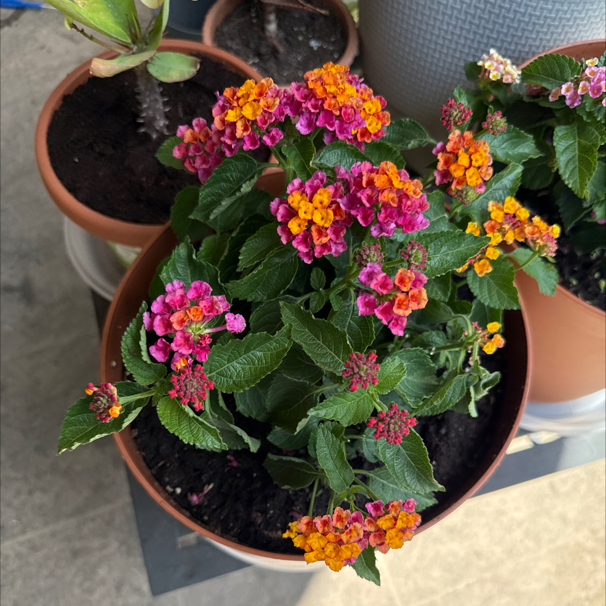 Photo of the plant species Yellow Sage by @FabRedbeech28 named Prince on Greg, the plant care app