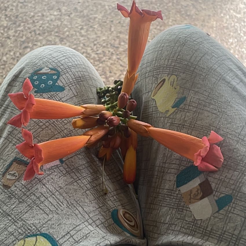 Photo of the plant species Hummingbird Vine by @ModestSalsa53 named Miley on Greg, the plant care app