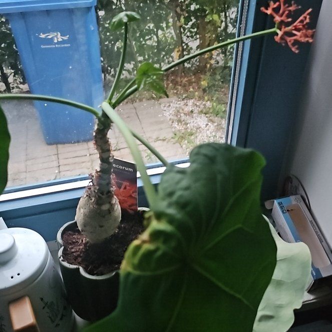 Photo of the plant species Buddha Belly Plant by @FreeDropwort28 named Mollie on Greg, the plant care app