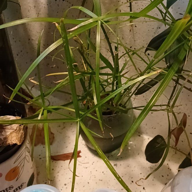 Photo of the plant species Umbrella Papyrus by @ZanyPlanty95 named Orwell on Greg, the plant care app