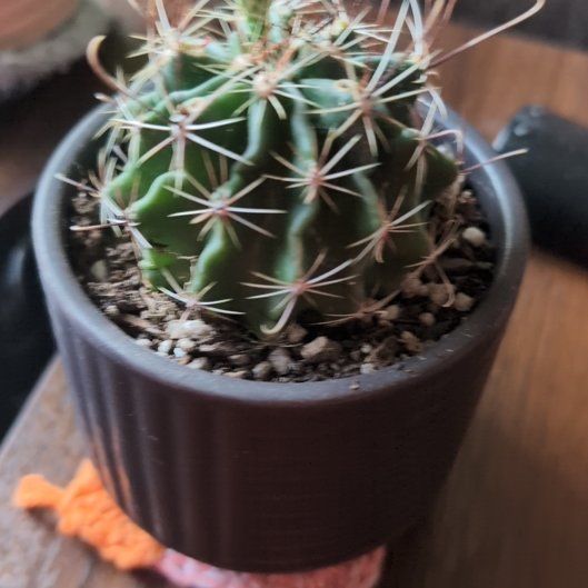 Photo of the plant species Miniature Barrel Cactus by @IncredibleCat68 named Doug on Greg, the plant care app