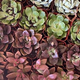 Photo of the plant species Bluff Lettuce by @FastCowshorn71 named ChloroPhil on Greg, the plant care app