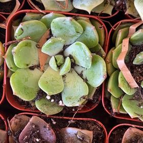 Photo of the plant species Water-Shield by @FastCowshorn71 named Scarlett on Greg, the plant care app