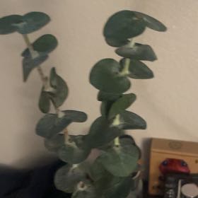 Photo of the plant species Silver Dollar Tree by @RootedPlain named plant on Greg, the plant care app