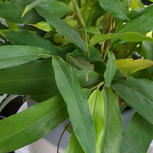 Photo of the plant species Butterfly Ginger by @TopJicaro21 named Plato on Greg, the plant care app