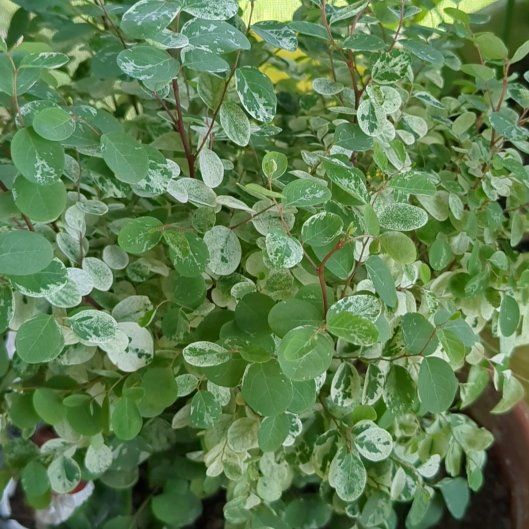 Photo of the plant species Brenia Snowbush by @TopJicaro21 named Hemingway on Greg, the plant care app