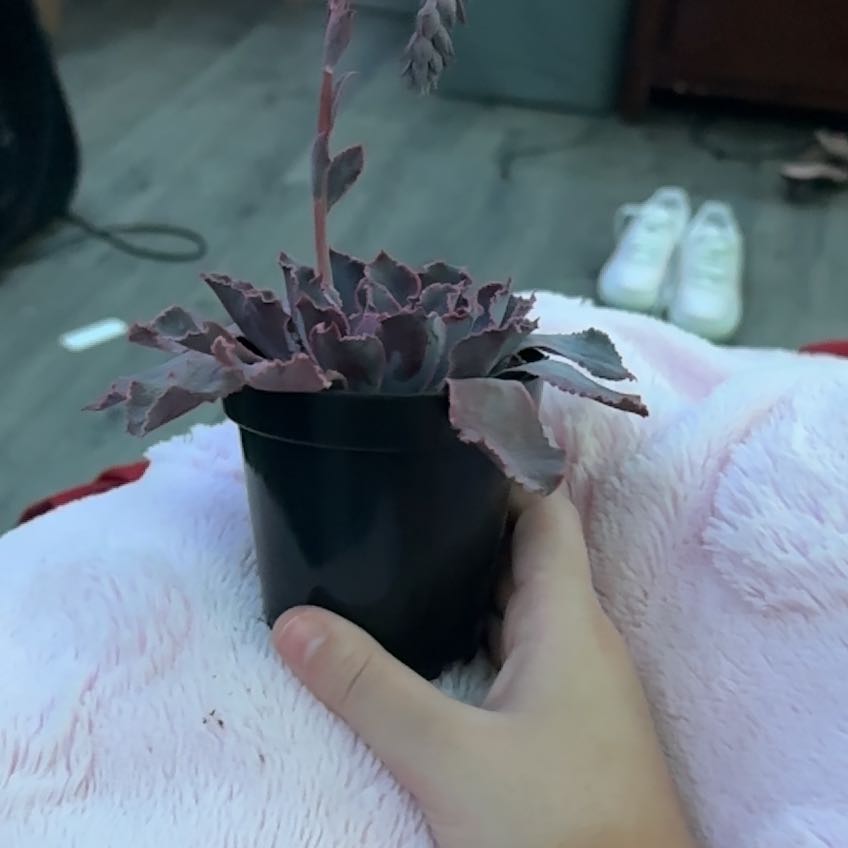 Photo of the plant species Echeveria by @MeekSuncup9 named poppy on Greg, the plant care app