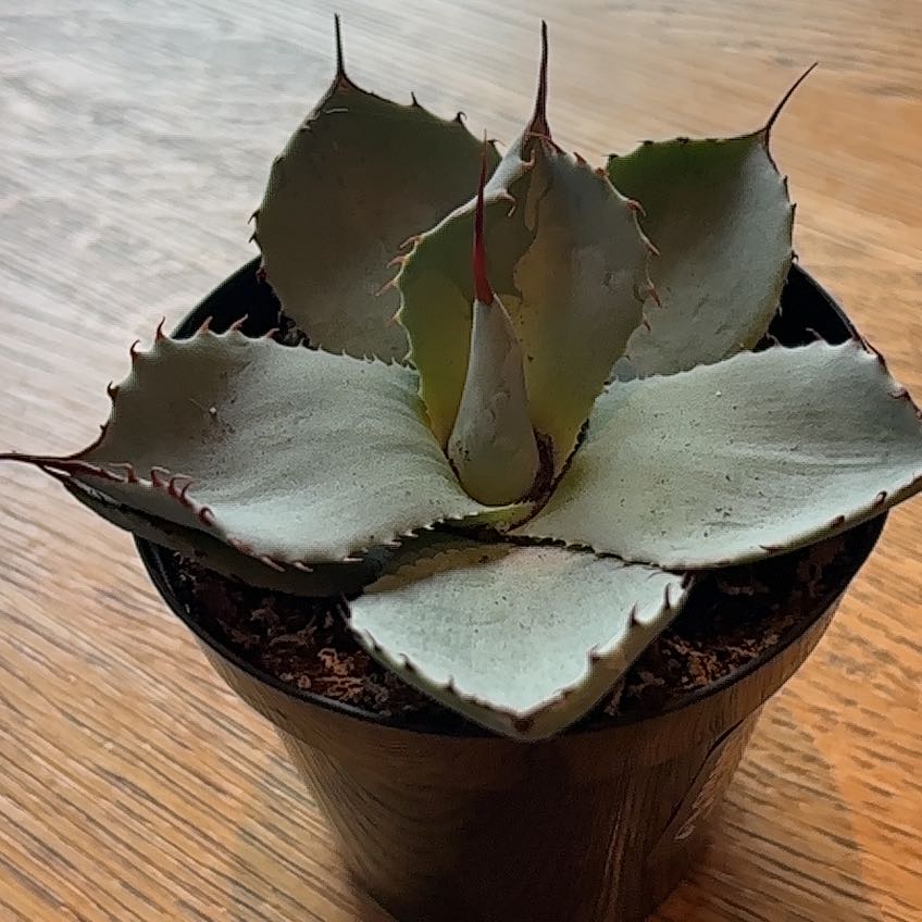 Photo of the plant species Butterfly Agave by @HotDewberry11 named Keanu Leaves on Greg, the plant care app