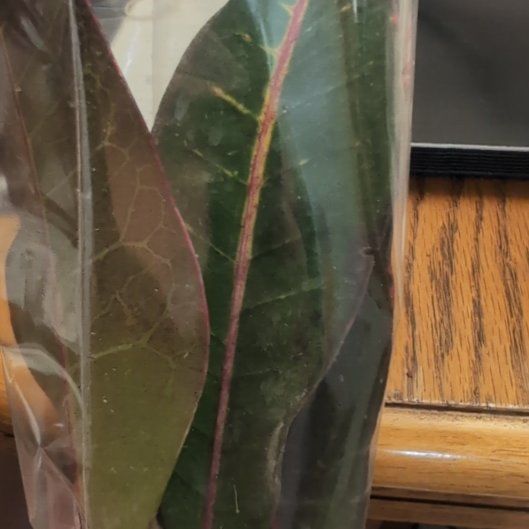 Photo of the plant species Croton Rina by @NimbleChervil65 named Four on Greg, the plant care app