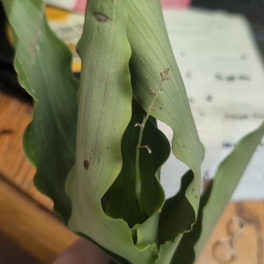 Photo of the plant species Bright Star Murdannia by @NimbleChervil65 named Polaris on Greg, the plant care app