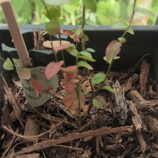 Photo of the plant species blueberries by @NimbleChervil65 named Uno on Greg, the plant care app