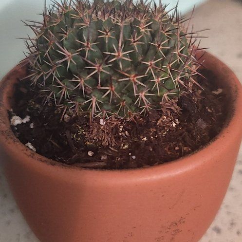 Photo of the plant species Mammillaria mystax by @GngrofdaValley named Gomez on Greg, the plant care app