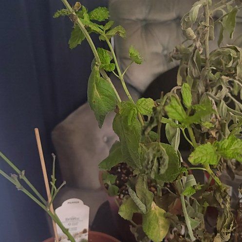Photo of the plant species Lemon Balm by @GngrofdaValley named Michelle Branch on Greg, the plant care app