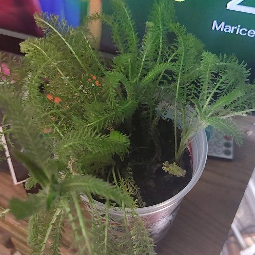 Photo of the plant species Yarrow by @GngrofdaValley named Yennifer on Greg, the plant care app